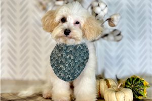 Boston - Havapoo for sale