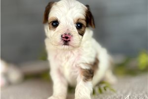 Bilbo - puppy for sale