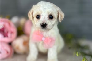 Brenda - puppy for sale