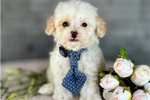 Boston - Havapoo for sale