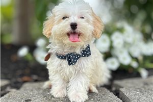 Boston - Havapoo for sale