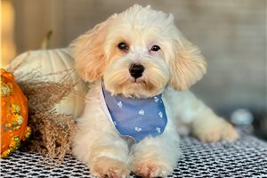 Boston - Havapoo for sale
