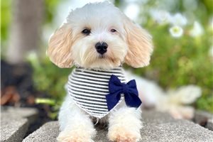 Boston - Havapoo for sale