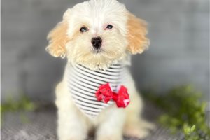 Boston - puppy for sale