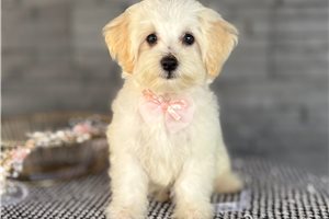 Brenda - Havapoo for sale