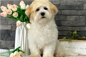 Malachi - puppy for sale