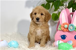Layla - Goldendoodle, Mini for sale