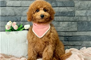 Helen - puppy for sale