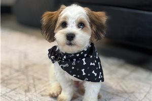 Cooper - Mixed/Other for sale