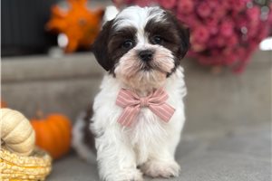 River - puppy for sale