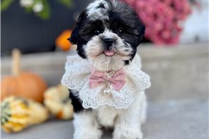 Ritzy - Mixed/Other for sale