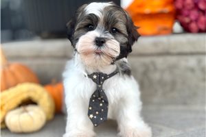 Jago - Mixed/Other for sale