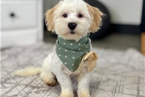 Corbin - Mixed/Other for sale