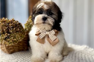 Jago - Mixed/Other for sale