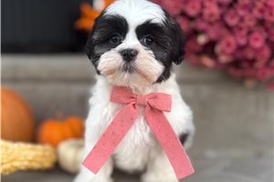 Jazzy - Mixed/Other, placed in South Bend / Michiana