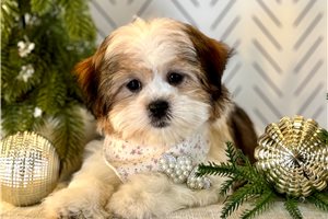 Chloe - Mixed/Other for sale