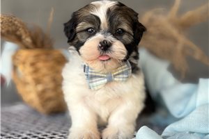 Jago - Mixed/Other for sale