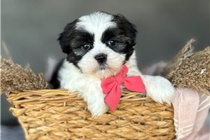 Jazzy - Mixed/Other for sale