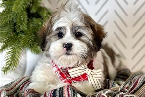 Colton - Mixed/Other for sale