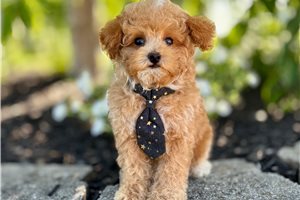 Victor - puppy for sale