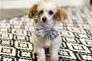 Logan - Poodle, Toy for sale