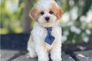 Viceroy - Poodle, Toy for sale