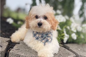 Viceroy - Poodle, Toy for sale