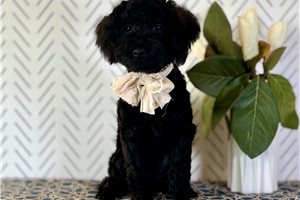 Isaiah - Poodle, Toy for sale