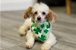 Logan - Poodle, Toy for sale