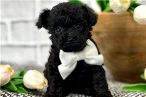 Mason - Poodle, Toy for sale