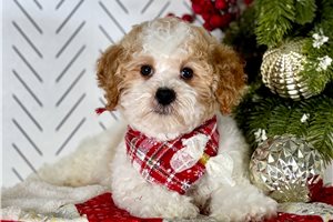 Luke - puppy for sale