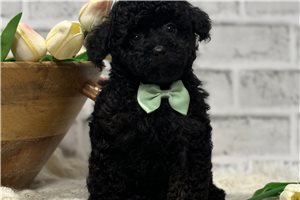 Michael - Poodle, Toy for sale