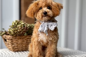Victor - Toy Poodle for sale