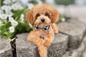 Victor - Poodle, Toy for sale