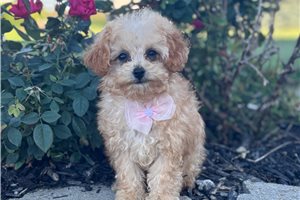 Iris - puppy for sale