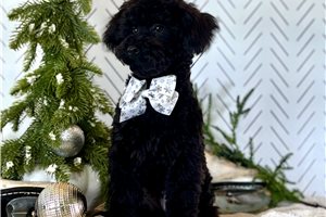 Iago - Poodle, Toy for sale
