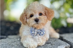 Vernon - Poodle, Toy for sale