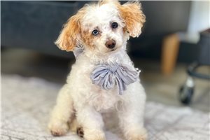 Logan - Poodle, Toy for sale