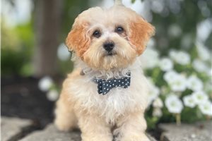 Vernon - Poodle, Toy for sale