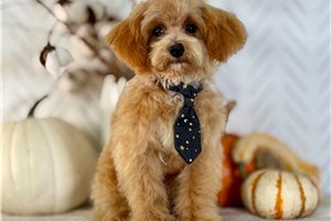 Victor - Toy Poodle for sale