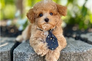 Victor - Poodle, Toy for sale