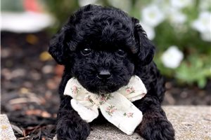 Isabella - puppy for sale