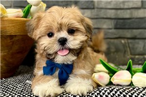 Milan - puppy for sale