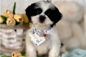 Granite - Shih Tzu for sale