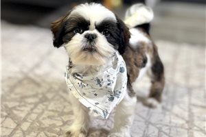 Leonardo - Shih Tzu for sale