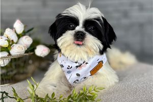 Granite - Shih Tzu for sale