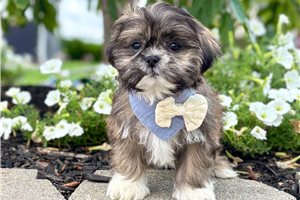 Caleb - puppy for sale