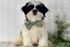 Granite - Shih Tzu for sale