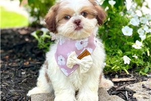 Desiree - puppy for sale