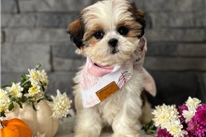 Kenzie - puppy for sale